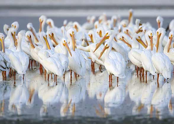 The Salton Sea is a vital stopover site for migratory species like American White Pelicans. 