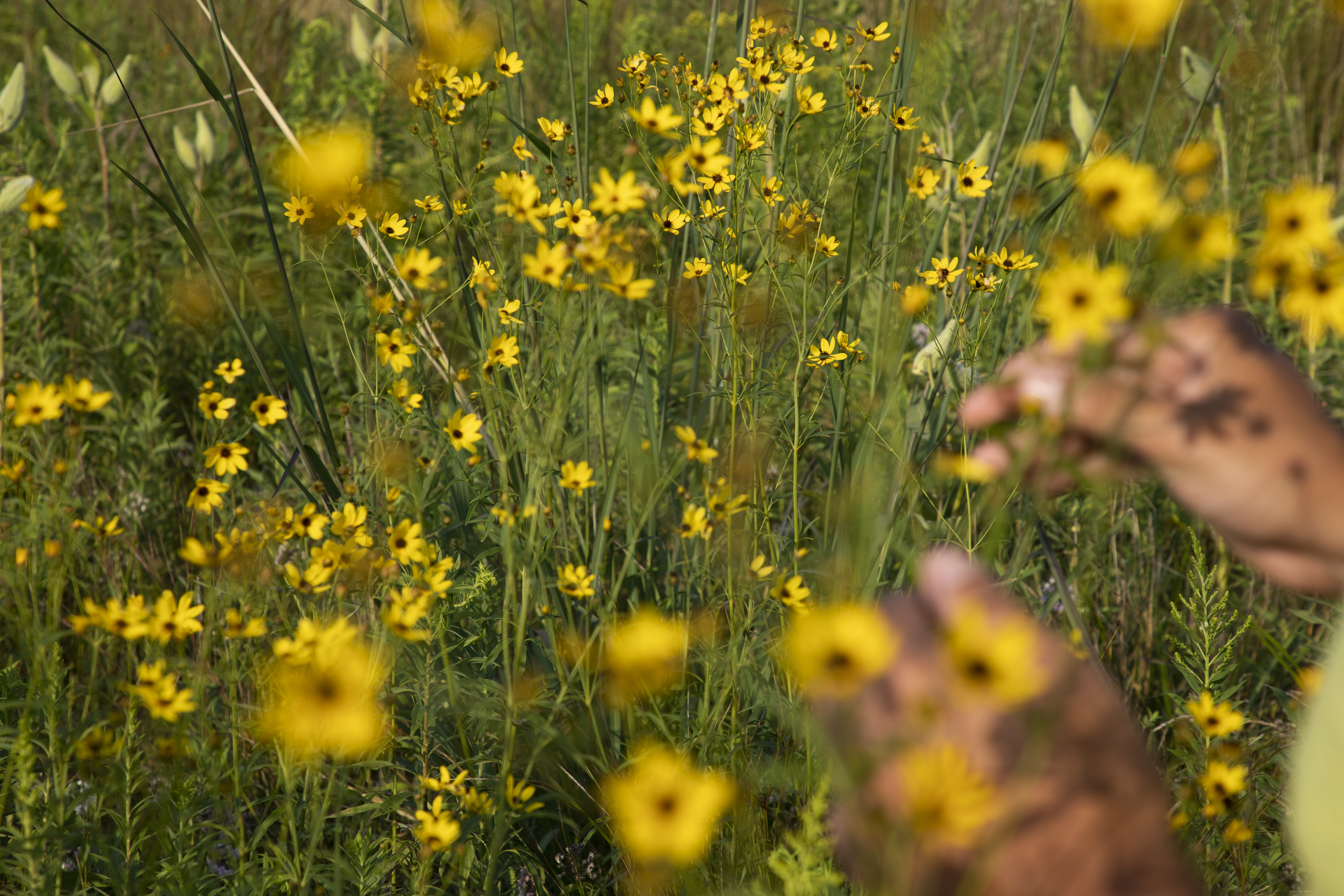 Flowers in a field and hands of a biologist in the foreground.