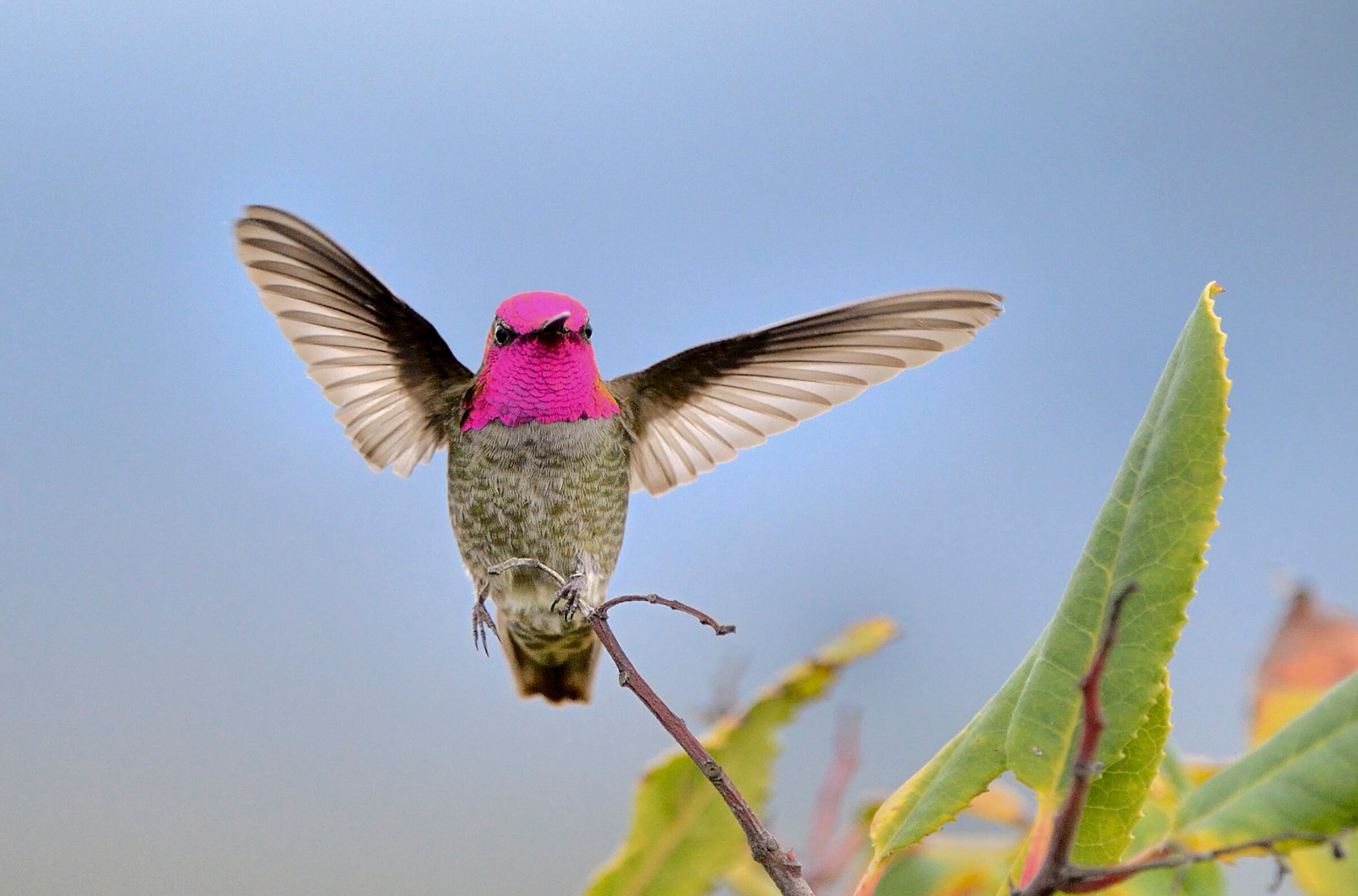 Anna's Hummingbird hovering on a branch.