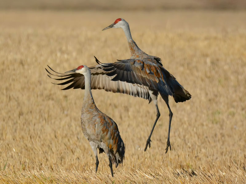 Two Sandhill Cranes in a field. 