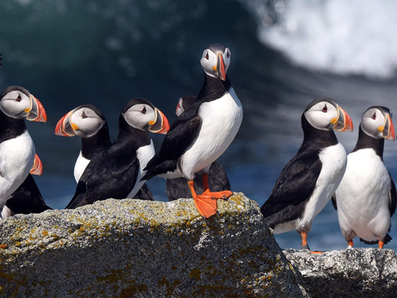 Group of several Atlantic Puffins perched on a large rock in the water.