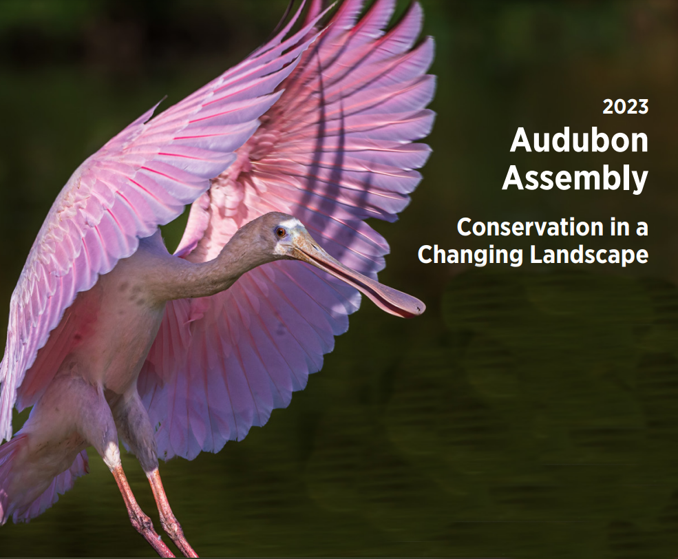 Promotion for Audubon Assembly with a Roseate Spoonbill