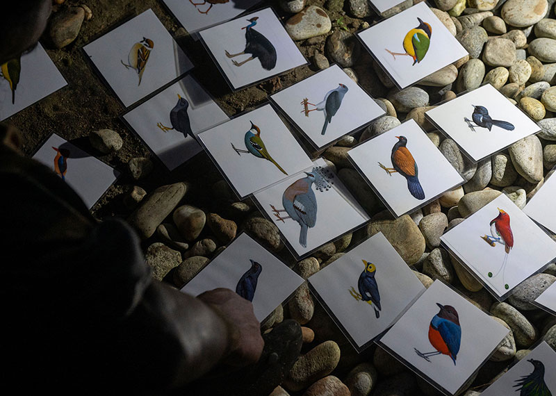 Researchers use a deck of cards to interview island residents, hoping someone will recognize their target bird in the center—the Black-naped Pheasant Pigeon, known locally as Auwo.