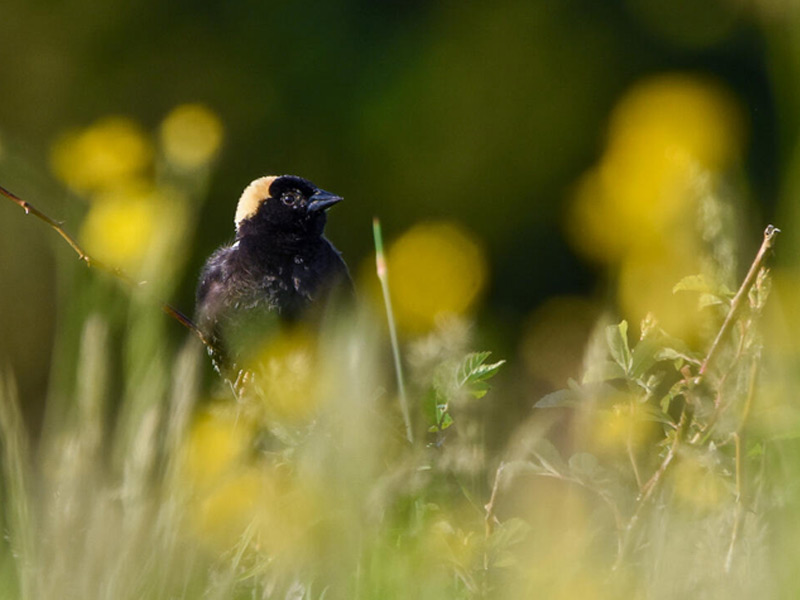 Bobolink in a field of tall grasses.