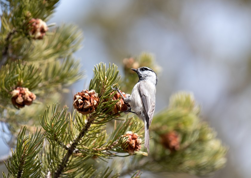 Mountain Chickadee.