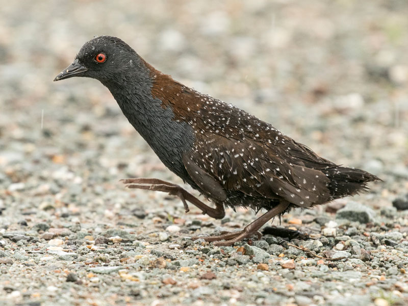 Photo of a Black Rail.