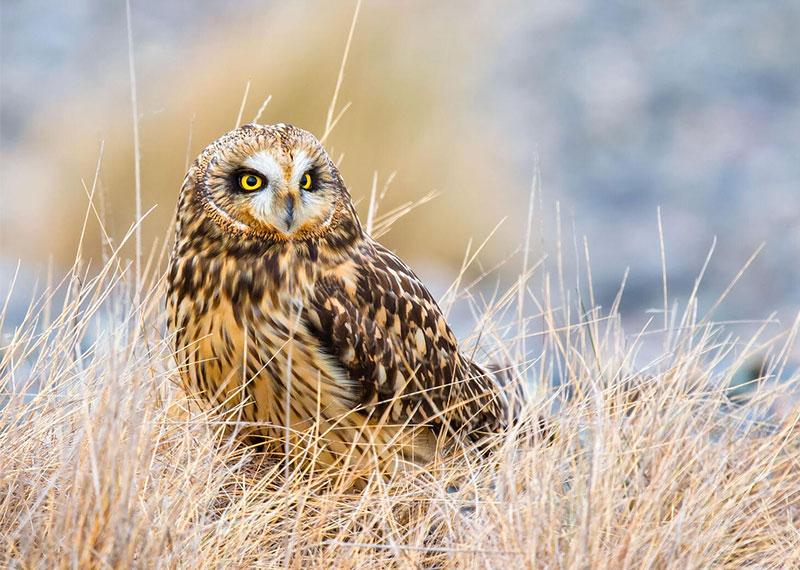 Short-eared Owl.