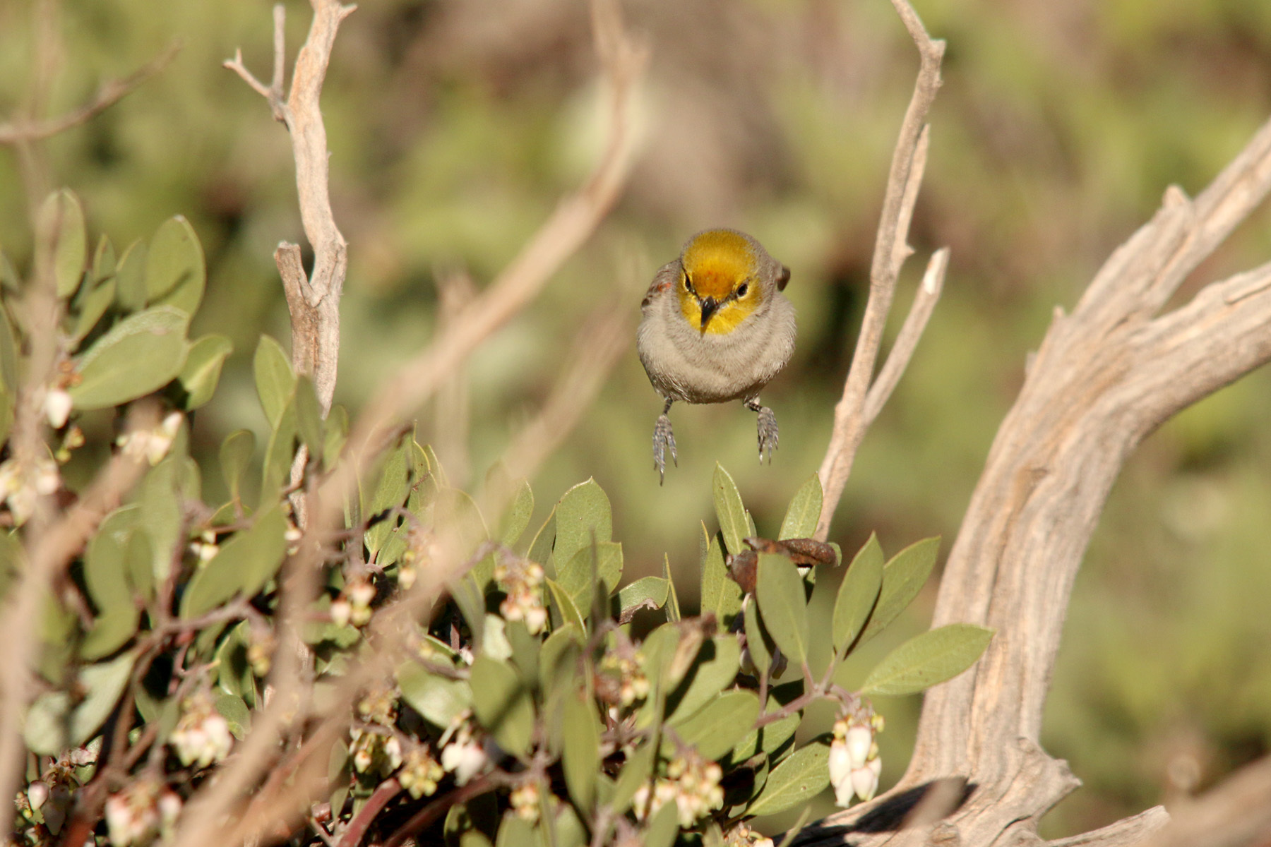 Verdin