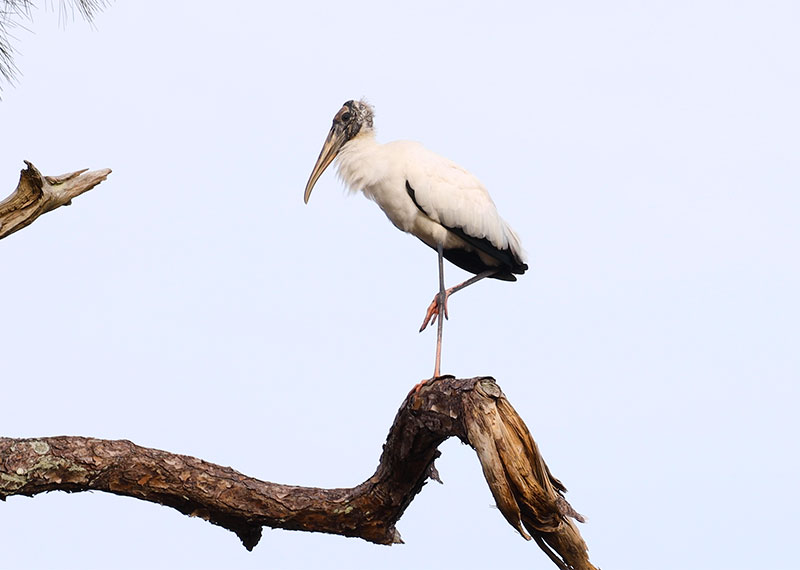 Wood Stork.