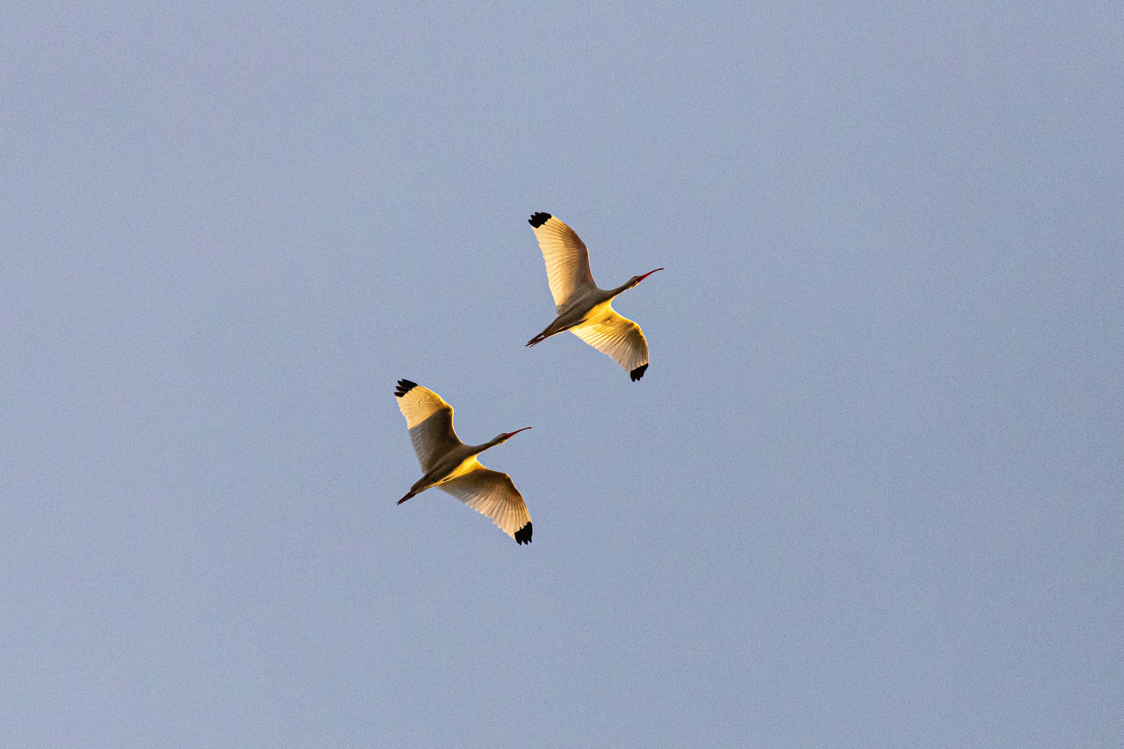 Photo of two white birds in flight overhead.