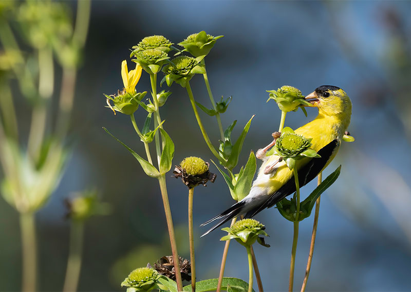 American Goldfinch on cup plant.