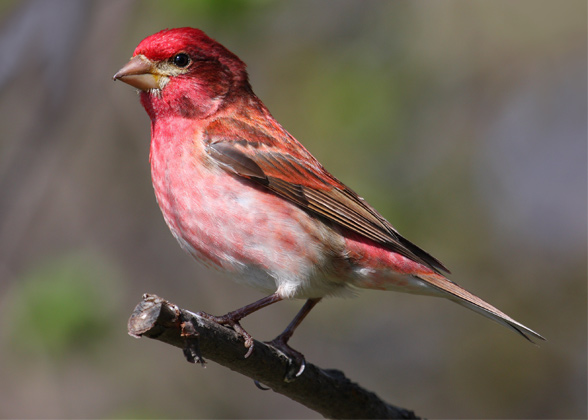 Photo of a Purple Finch perched on the end of a branch. Credit: Cephas/Wikimedia Commons