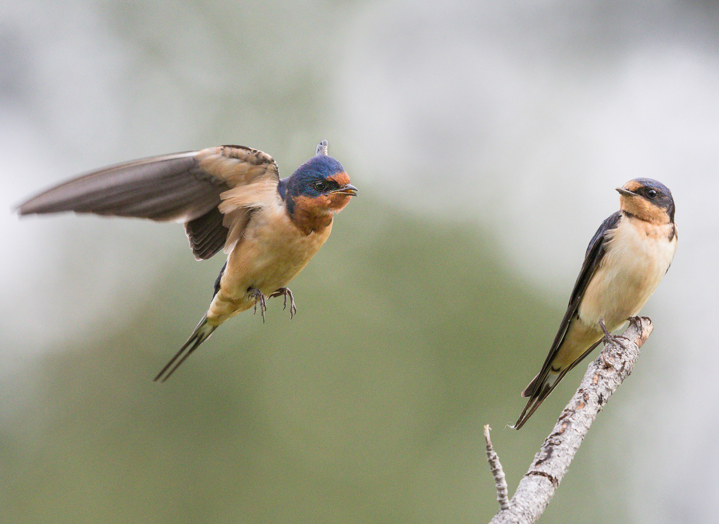 Two birds, one perched on a stick and the other in flight.