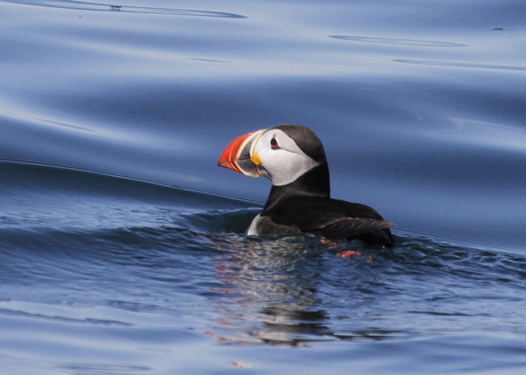 Atlantic Puffin. Photo: Stephen Kress.