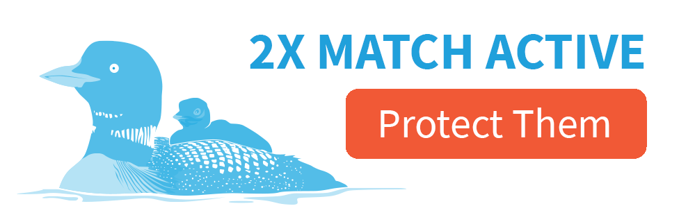 2X Match Active [protect them]; Common Loon illustration