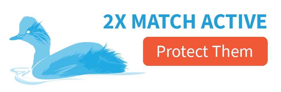 2X Match Active [protect them]; Eared Grebe illustration