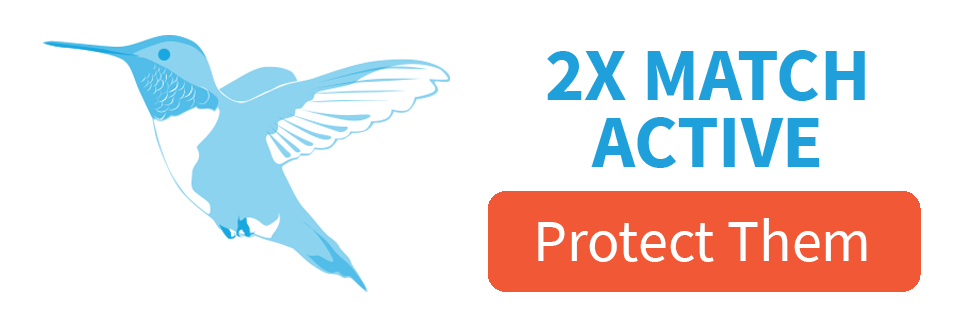 2X Match Active [protect them]; Rufous Hummingbird illustration