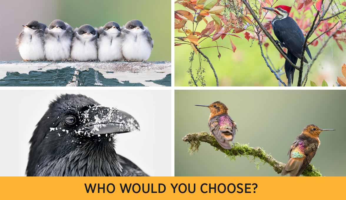 WHO WOULD YOU CHOOSE?