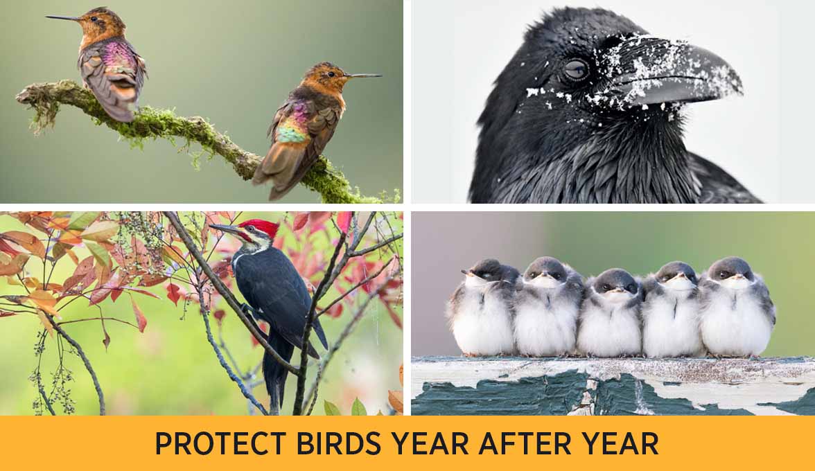 PROTECT BIRDS YEAR AFTER YEAR