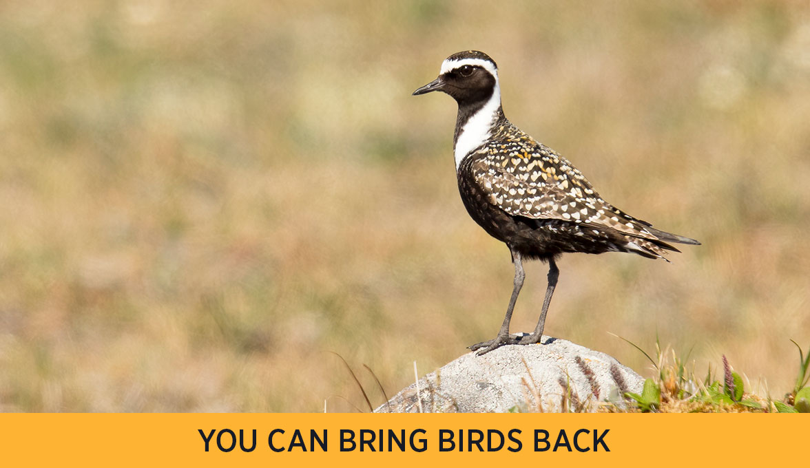 American Golden-Plover.