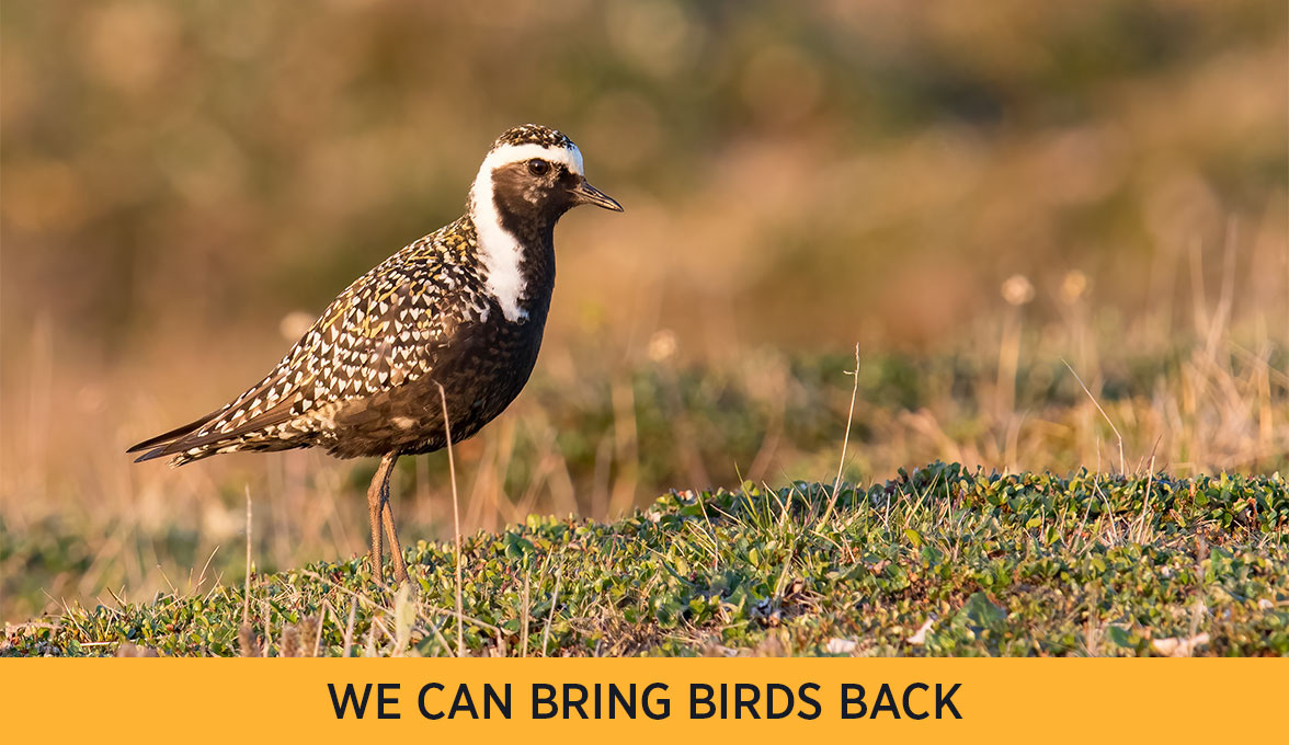 American Golden-Plover.