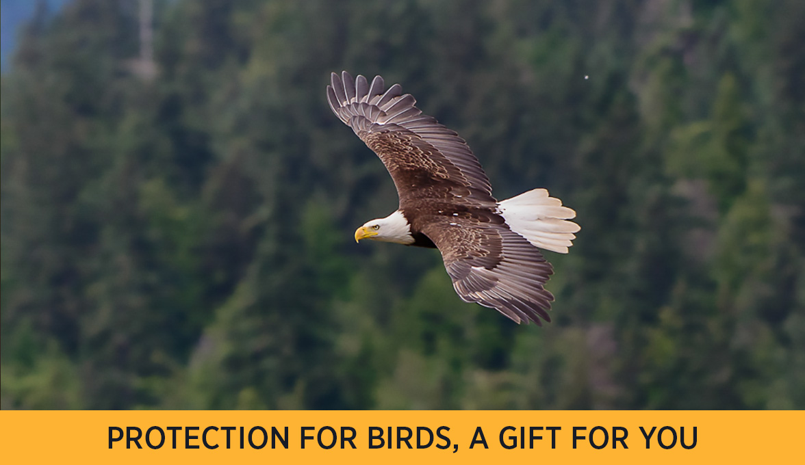 Bald Eagle.