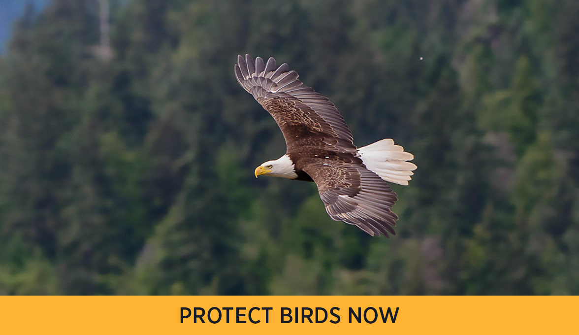 Bald Eagle.