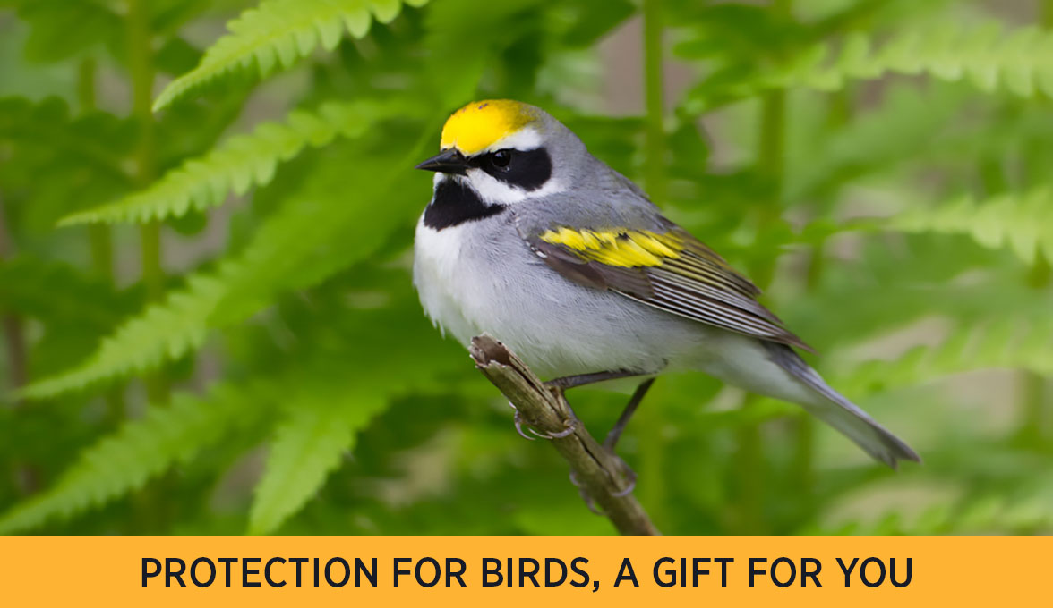Golden-winged Warbler.
