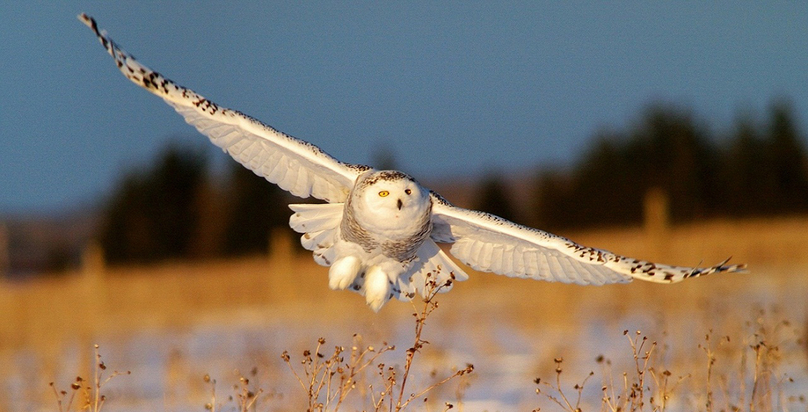 Snowy Owl.