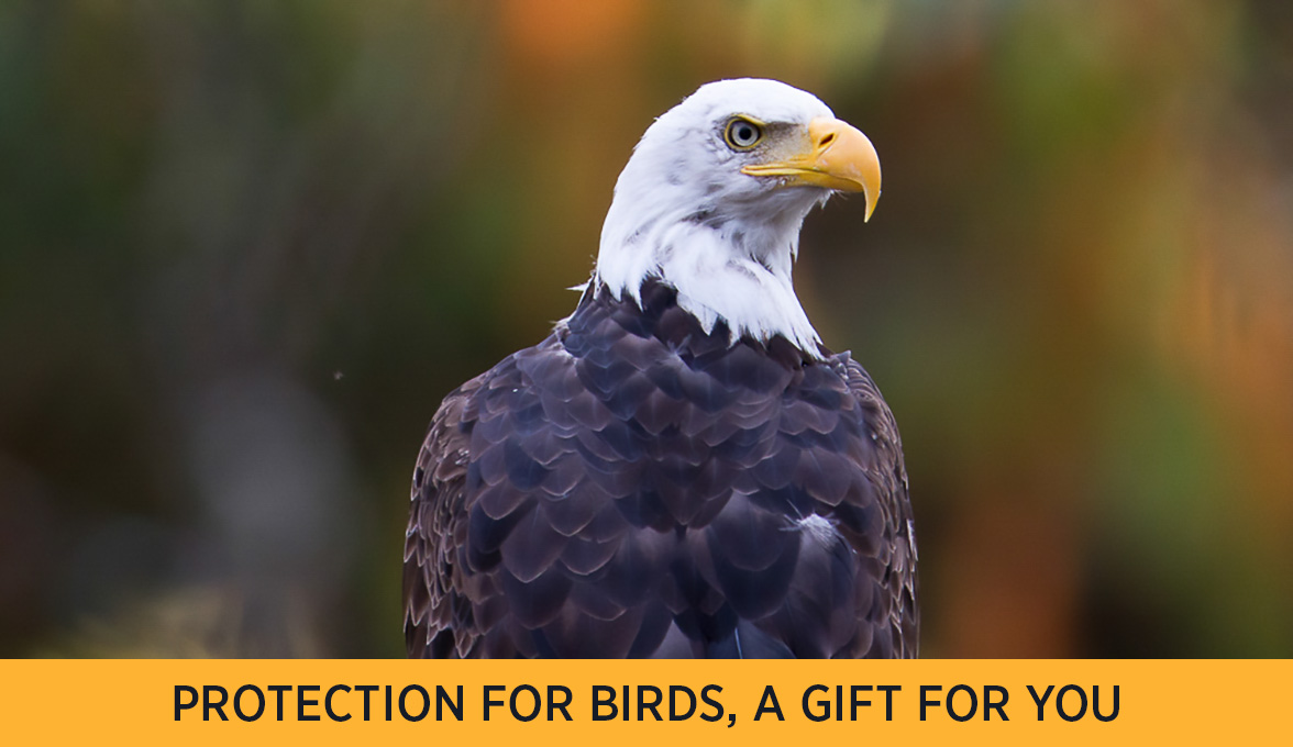 Bald Eagle.