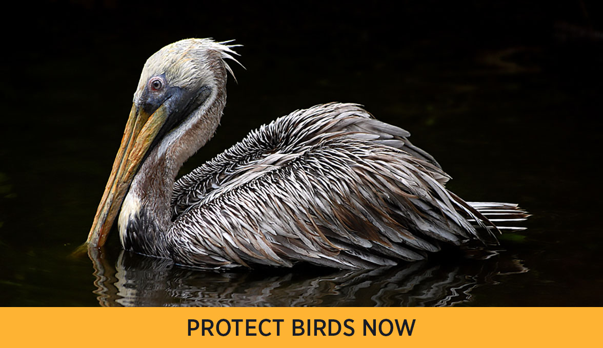 Brown Pelican.