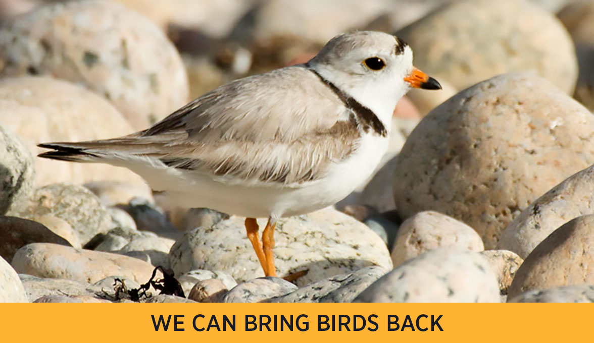 Piping Plover.