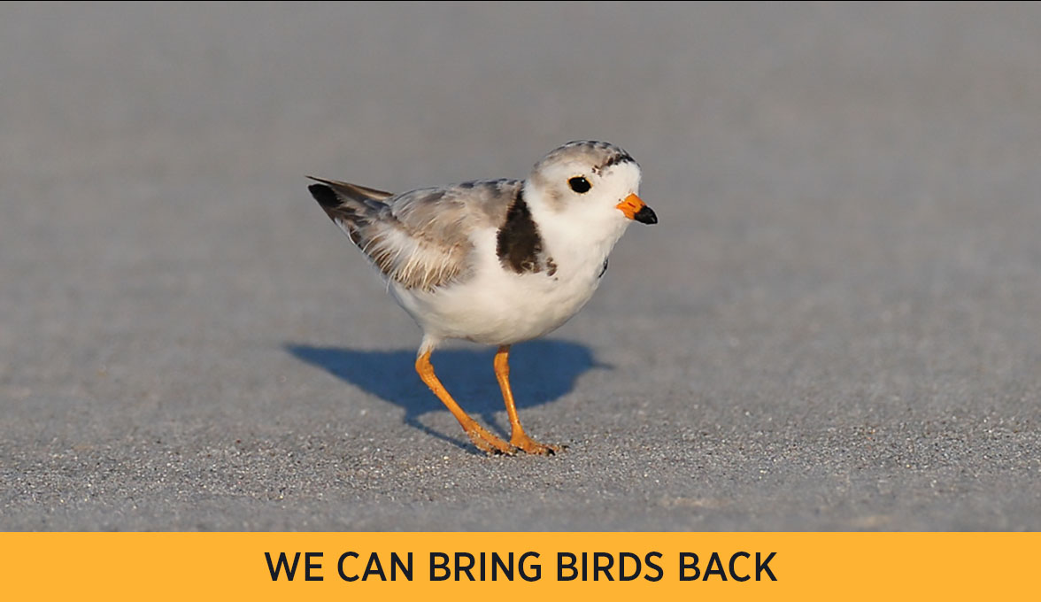 Piping Plover.