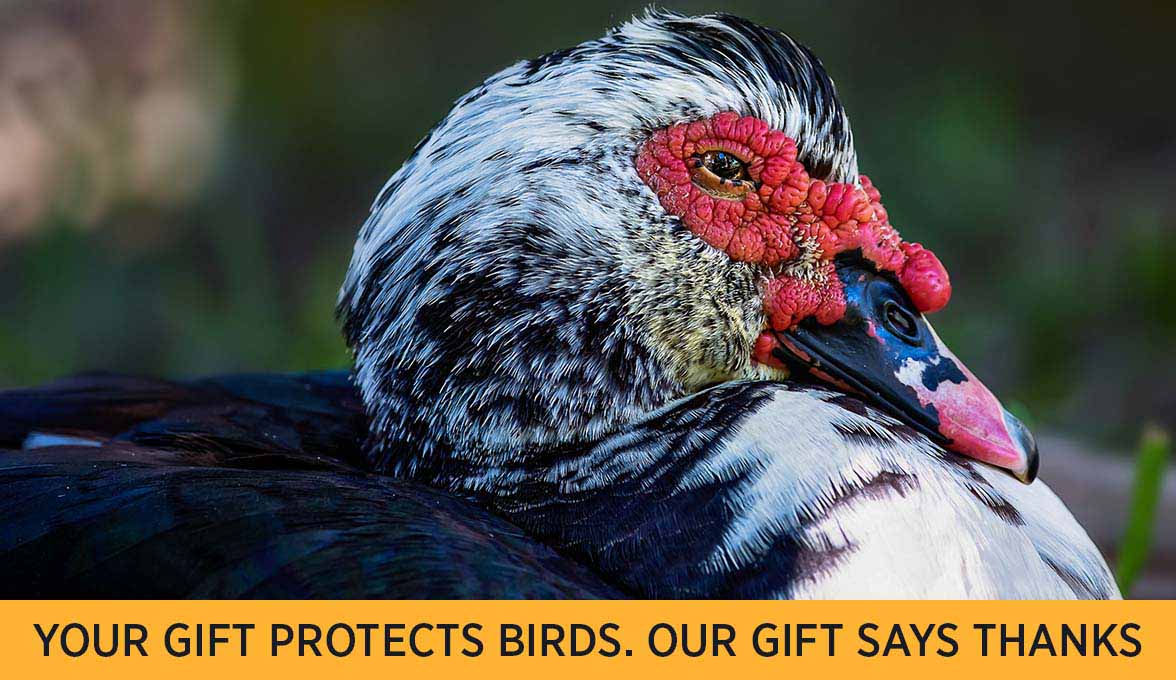 Your gift protects birds. Our gift says thanks