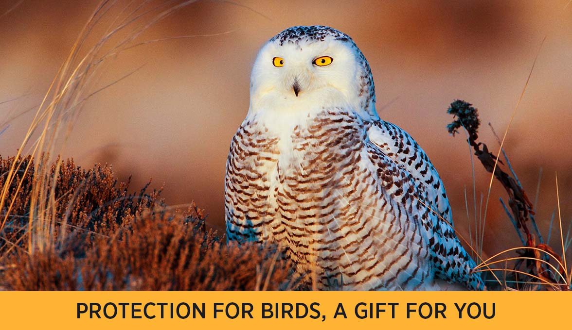 Protection for birds, a gift for you