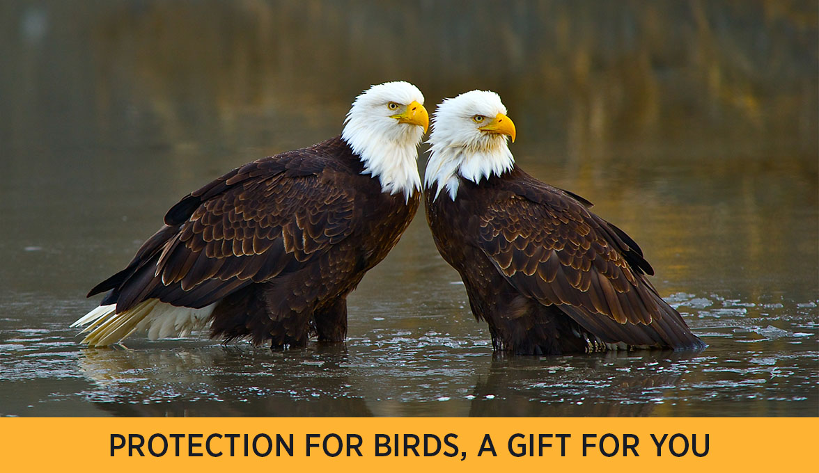Bald Eagle.