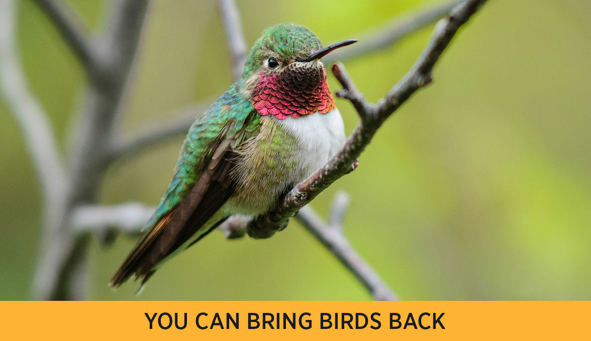 Broad-tailed Hummingbird.