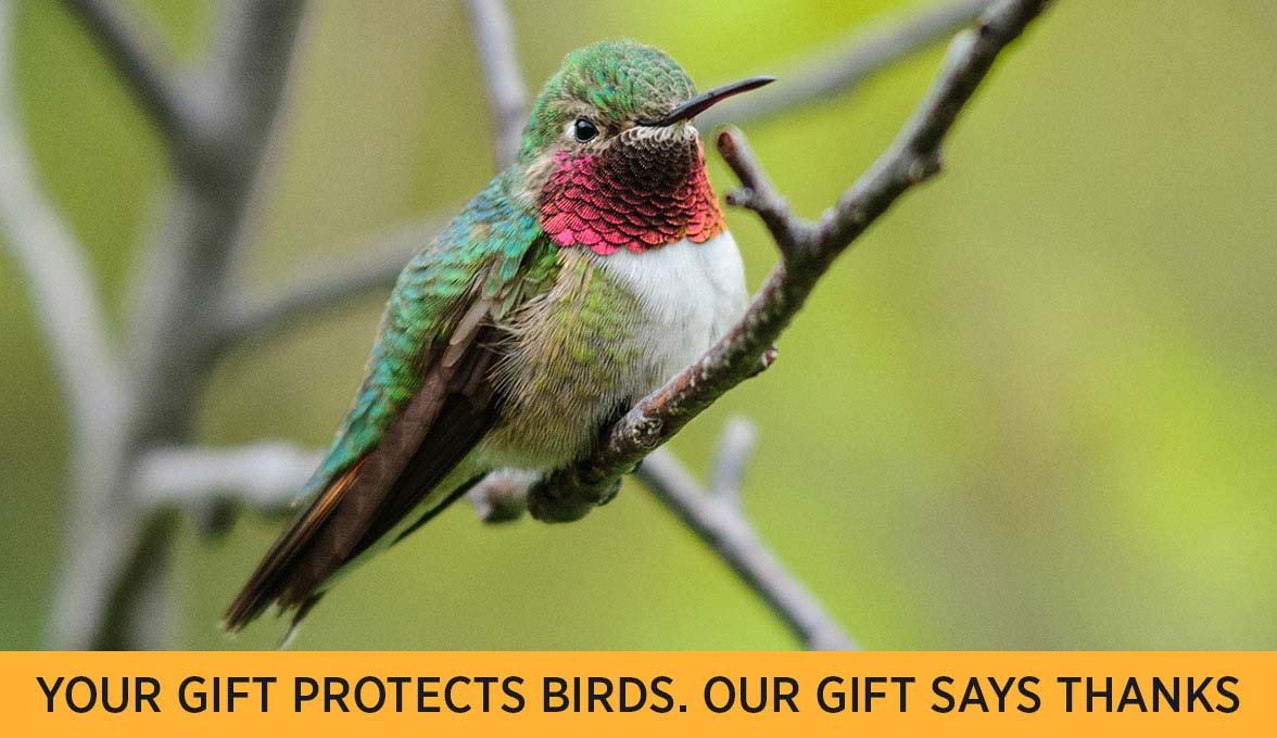 Your gift protects birds. Our gift says thanks