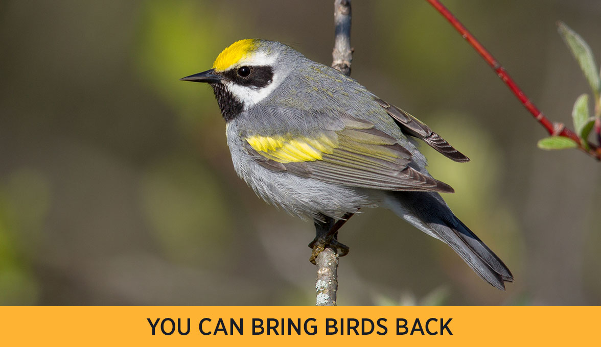 Golden-winged Warbler.