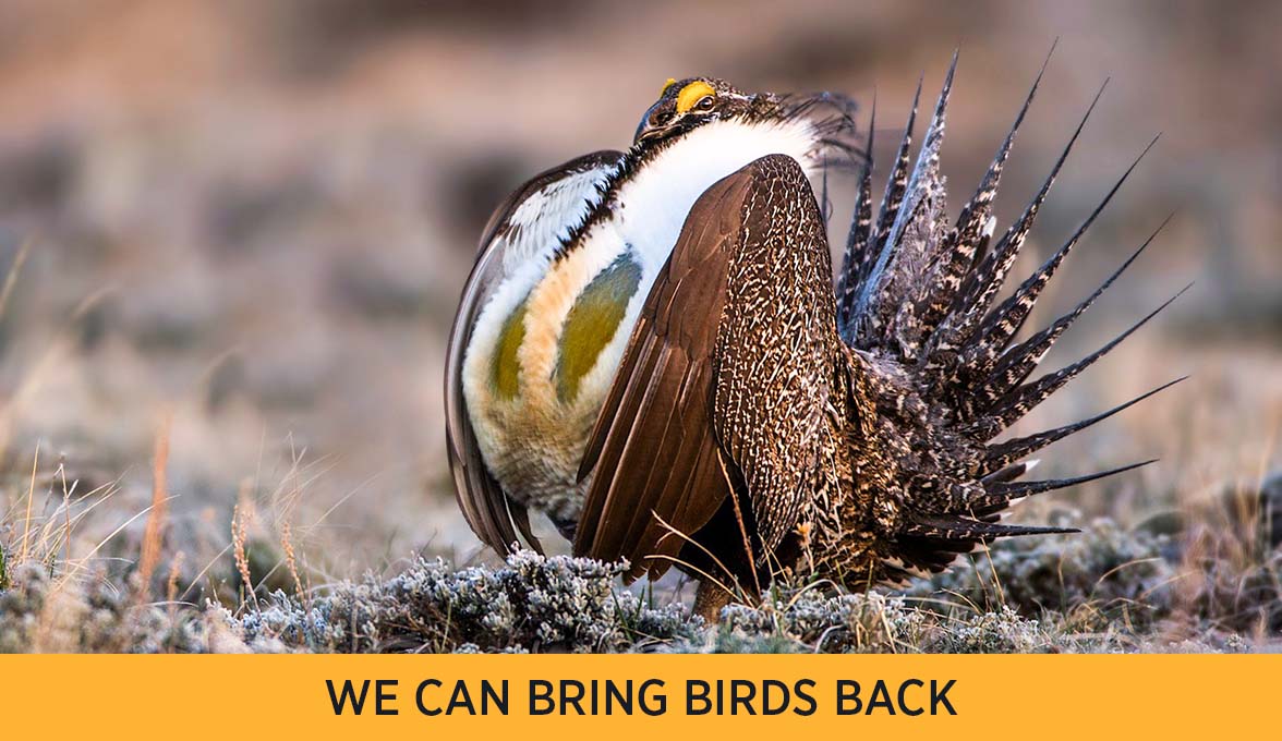 Greater Sage-Grouse.
