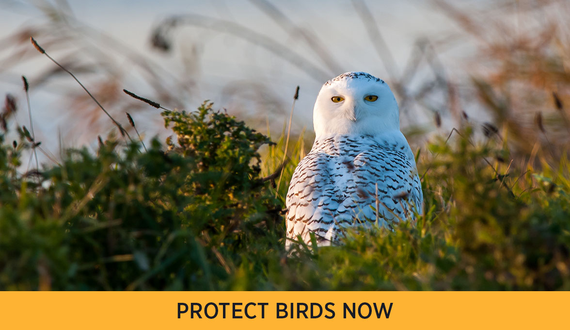 Snowy Owl.