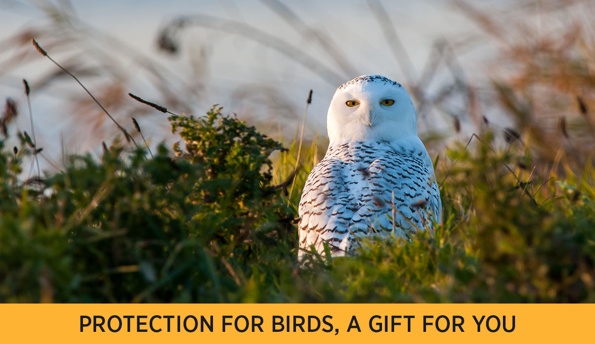 Snowy Owl.