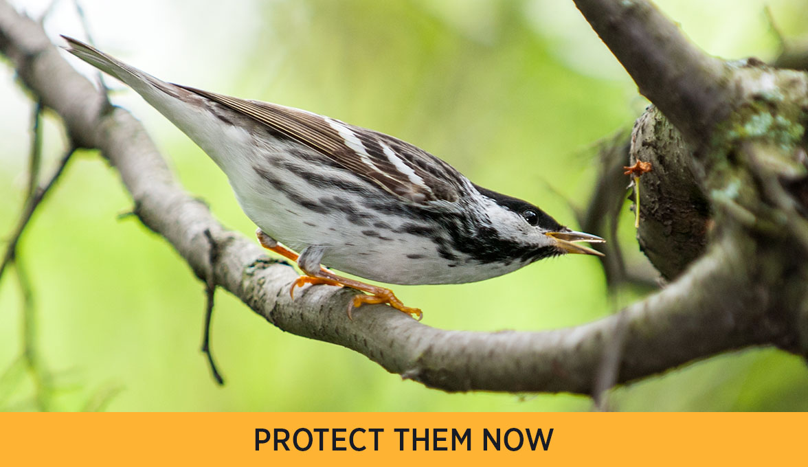 Blackpoll Warbler.