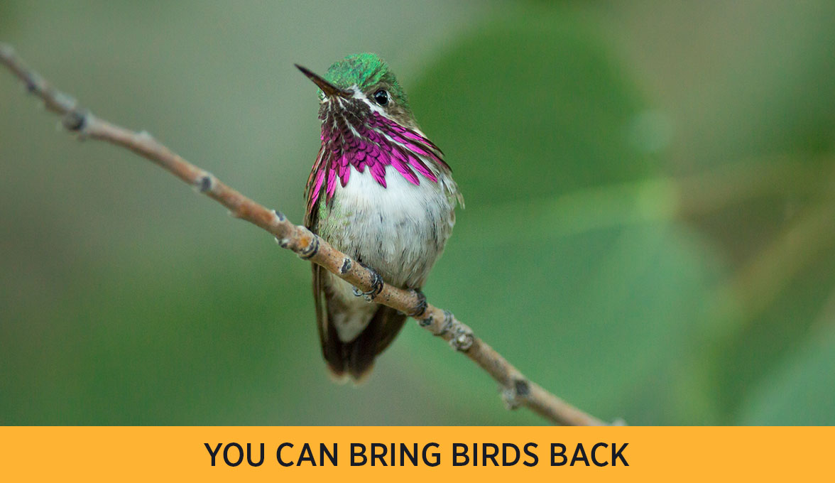 Calliope Hummingbird.