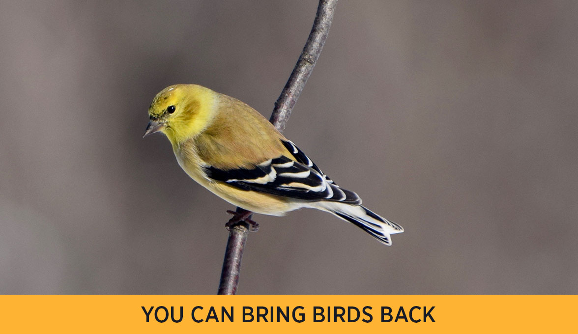 You Can Bring Birds Back