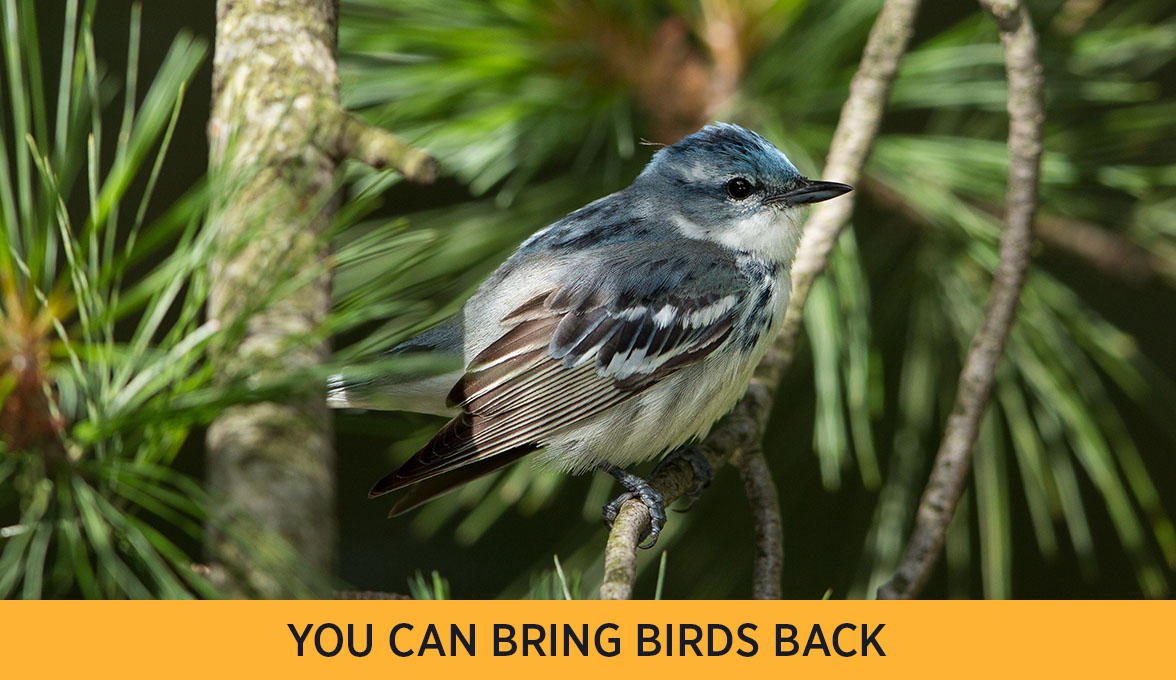 Cerulean Warbler.