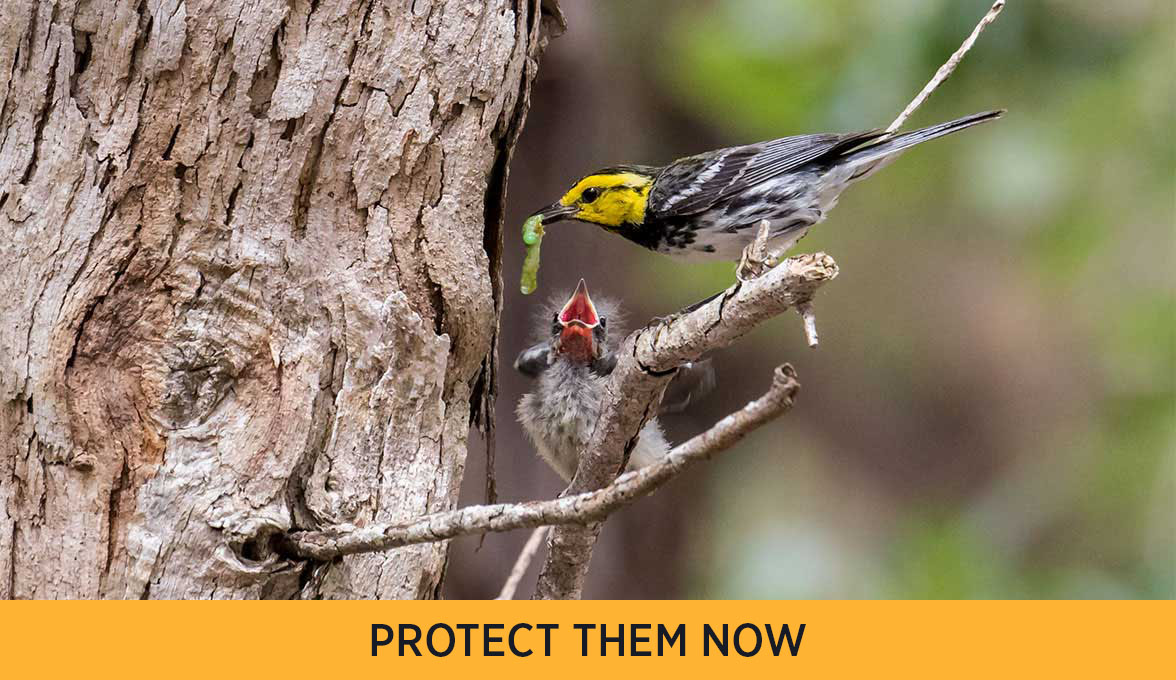 Golden-cheeked Warbler