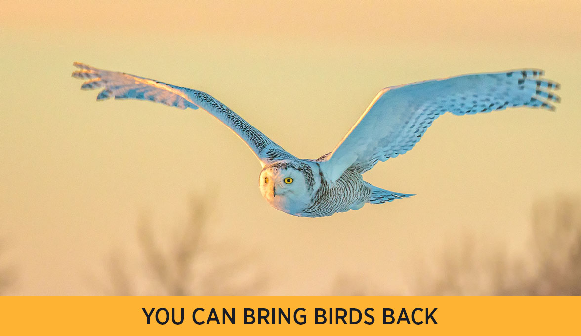 You Can Bring Birds Back