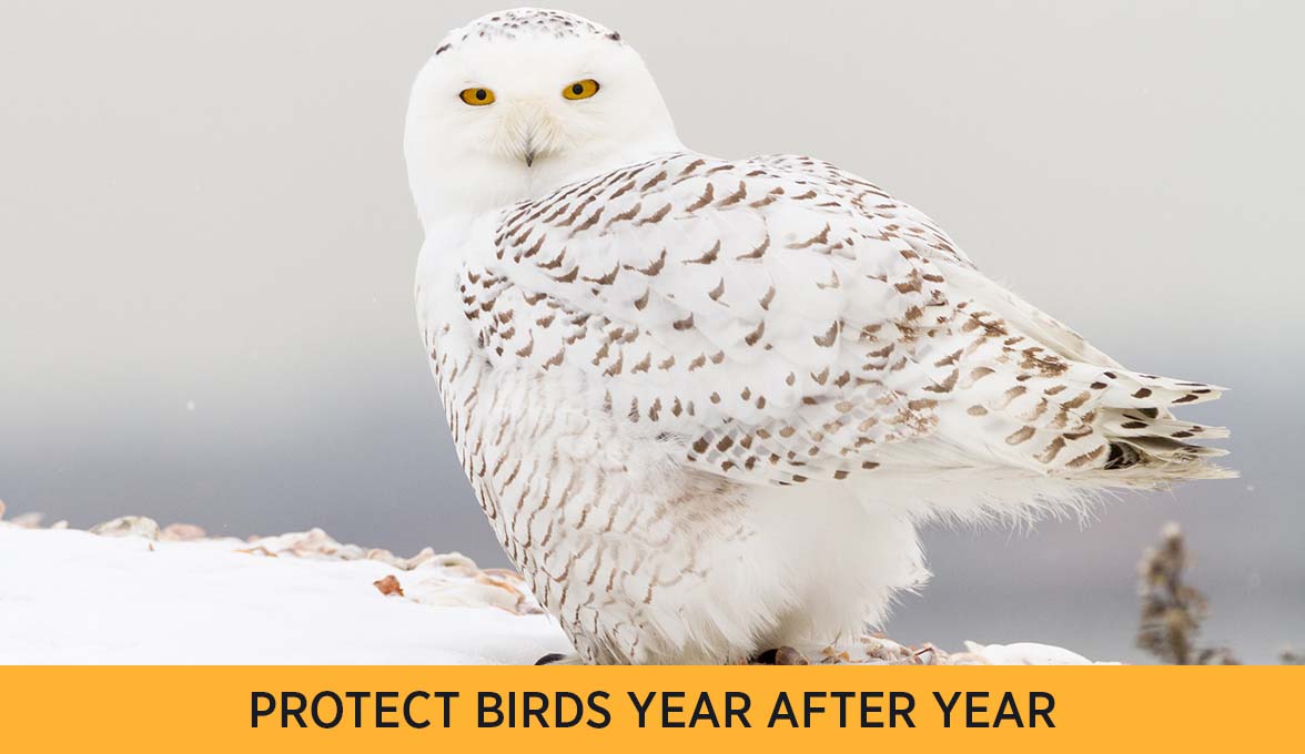 PROTECT BIRDS YEAR AFTER YEAR