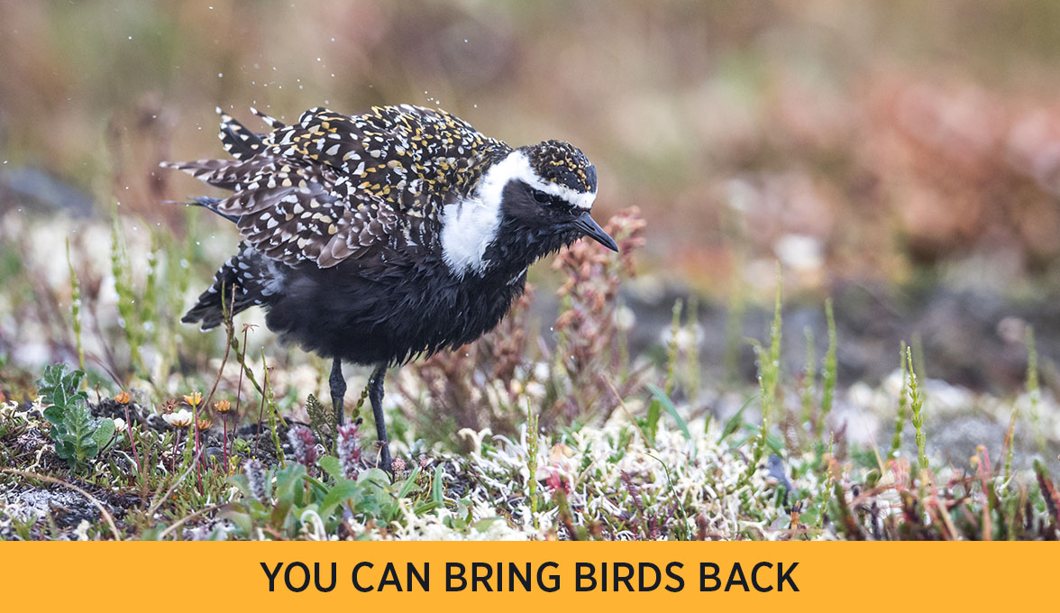 American Golden-Plover